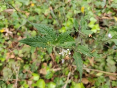 Solanum furcatum