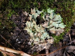 Flavoparmelia caperata