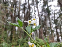 Solanum furcatum