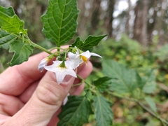 Solanum furcatum