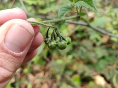 Solanum furcatum
