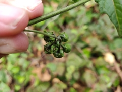Solanum furcatum