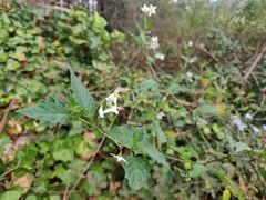 Solanum furcatum