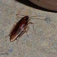 Ischnoptera bilunata