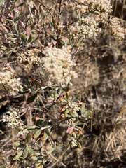 Eriogonum microtheca