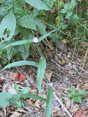 Tradescantia subaspera