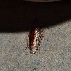 Ischnoptera bilunata