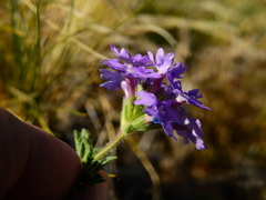 Glandularia venturii