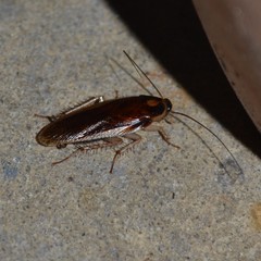 Ischnoptera bilunata