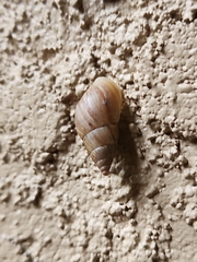 Bulimulus