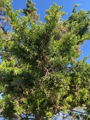 Cupressaceae