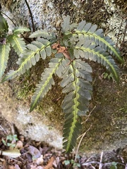 Arachniodes simplicior