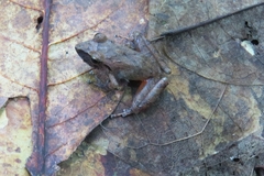 Pristimantis ramagii