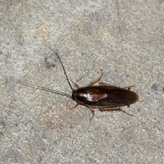 Ischnoptera bilunata