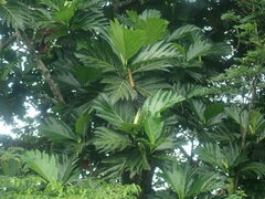 Artocarpus altilis