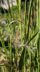 Andropogon ternarius