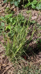 Andropogon ternarius