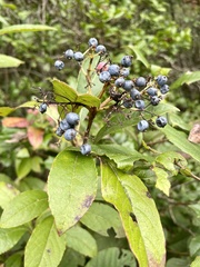 Viburnum nudum