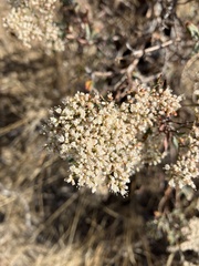 Eriogonum microtheca