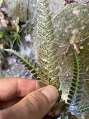 Arachniodes simplicior