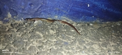 Riopa albopunctata