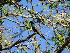 Heliomaster furcifer