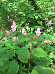 Begonia grandis