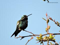 Heliomaster furcifer