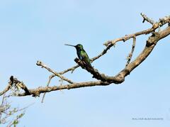 Heliomaster furcifer