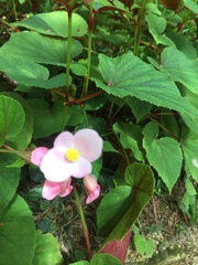 Begonia grandis