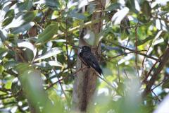 Heliomaster furcifer