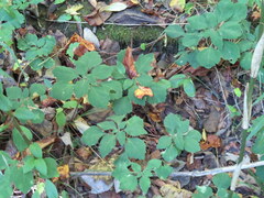 Pachysandra procumbens
