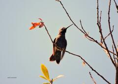 Heliomaster furcifer