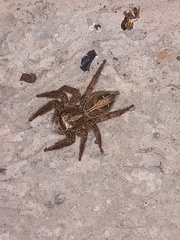 Plexippus paykulli