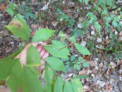 Amsonia tabernaemontana