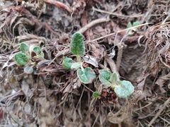 Eriogonum latifolium