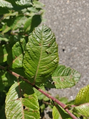 Salix alaxensis