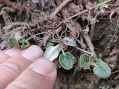 Eriogonum latifolium