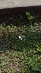 Verbena montevidensis