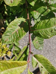 Salix alaxensis