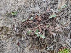 Eriogonum latifolium