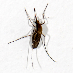 Aedes sollicitans