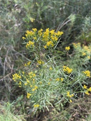 Euthamia caroliniana