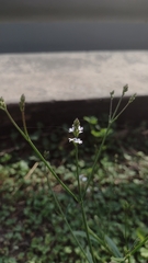 Verbena montevidensis