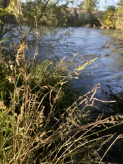 Phalaris arundinacea