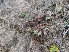 Eriogonum latifolium