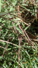 Muhlenbergia