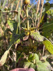 Triosteum aurantiacum