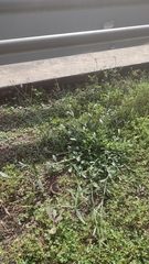 Verbena montevidensis