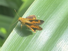 Taractrocerini